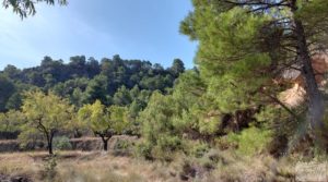 Foto de Finca de almendros y olivos en Fuentespalda. con buenos accesos por 33.000€