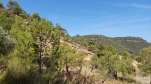 Finca de almendros y olivos en Fuentespalda. en oferta con buenos accesos