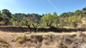 Finca de almendros y olivos en Fuentespalda. en oferta con buenos accesos por 33.000€