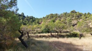 Se vende Finca de almendros y olivos en Fuentespalda. con buenos accesos