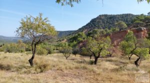 Vendemos Finca de almendros y olivos en Fuentespalda. con buenos accesos