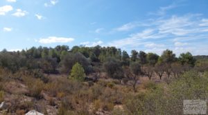 Vendemos Finca con olivos centenarios y casa de piedra en Nonaspe. con agua