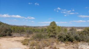 Se vende Finca con olivos centenarios y casa de piedra en Nonaspe. con olivos centenarios por 78.000€