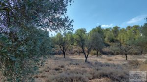 Foto de Finca con olivos centenarios y casa de piedra en Nonaspe. con olivos centenarios