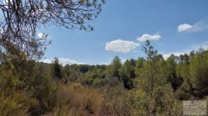 Finca con olivos centenarios y casa de piedra en Nonaspe. para vender con hermosas vistas por 78.000€