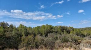 Foto de Finca con olivos centenarios y casa de piedra en Nonaspe. en venta con olivos centenarios