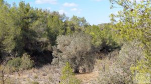 Finca con olivos centenarios y casa de piedra en Nonaspe. en oferta con hermosas vistas