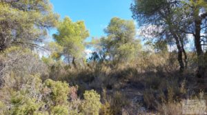 Vendemos Finca con olivos centenarios y casa de piedra en Nonaspe. con hermosas vistas por 78.000€