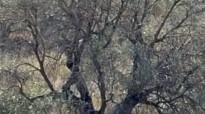 Finca con olivos centenarios y casa de piedra en Nonaspe. a buen precio con olivos centenarios