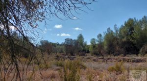 Finca con olivos centenarios y casa de piedra en Nonaspe. en oferta con hermosas vistas por 78.000€