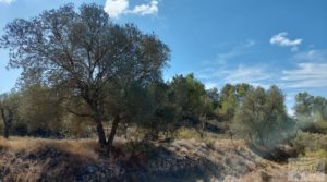 Finca con olivos centenarios y casa de piedra en Nonaspe. para vender con hermosas vistas