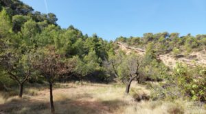 Finca de almendros y olivos en Fuentespalda. en venta con privacidad y tranquilidad