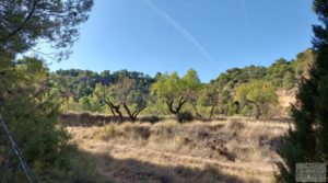 Finca de almendros y olivos en Fuentespalda. para vender con buenos accesos