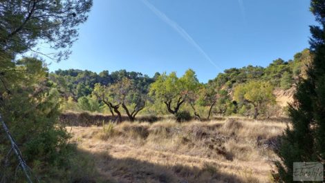 Finca de almendros y olivos en Fuentespalda.