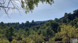 Foto de Finca de almendros y olivos en Fuentespalda. con buenos accesos