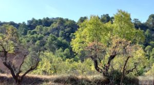 Finca de almendros y olivos en Fuentespalda. a buen precio con privacidad y tranquilidad