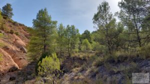 Finca de almendros y olivos en Fuentespalda. en oferta con buenos accesos por 33.000€