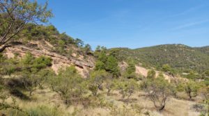 Se vende Finca de almendros y olivos en Fuentespalda. con privacidad y tranquilidad por 33.000€