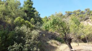 Foto de Finca de almendros y olivos en Fuentespalda. con privacidad y tranquilidad