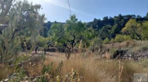 Se vende Finca de almendros y olivos en Fuentespalda. con privacidad y tranquilidad