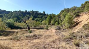 Foto de Finca de almendros y olivos en Fuentespalda. en venta con privacidad y tranquilidad