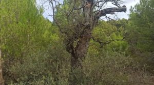 Finca de 22 hectáreas ubicada en el termino de Fórnoles. para vender con belleza paz y tranquilidad