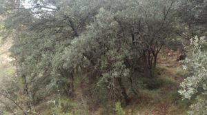 Foto de Finca de 22 hectáreas ubicada en el termino de Fórnoles. con belleza paz y tranquilidad