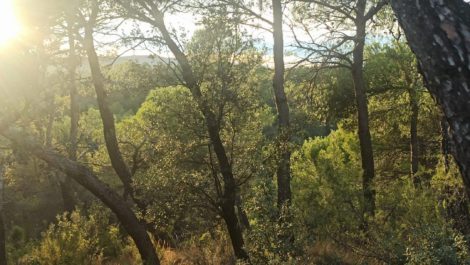 Finca de 22 hectáreas ubicada en el termino de Fórnoles.