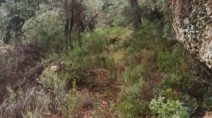 Foto de Finca de 22 hectáreas ubicada en el termino de Fórnoles. con belleza paz y tranquilidad