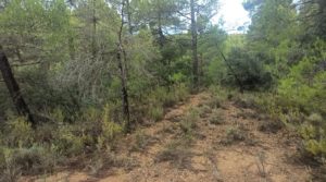 Foto de Finca de 22 hectáreas ubicada en el termino de Fórnoles. con belleza paz y tranquilidad