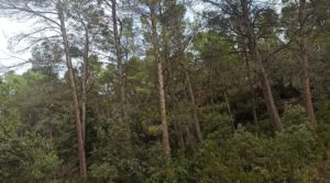 Vendemos Finca de 22 hectáreas ubicada en el termino de Fórnoles. con belleza paz y tranquilidad