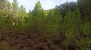 Foto de Finca de 22 hectáreas ubicada en el termino de Fórnoles. en venta con posibilidad de conectarse a la red de pública de agua