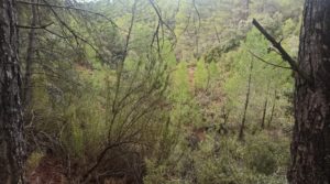 Detalle de Finca de 22 hectáreas ubicada en el termino de Fórnoles. con belleza paz y tranquilidad