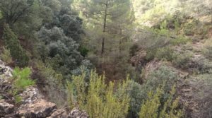 Vendemos Finca de 22 hectáreas ubicada en el termino de Fórnoles. con belleza paz y tranquilidad