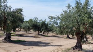 Foto de Finca de olivos con casa de campo en Cretas. con buenos accesos por 85.000€