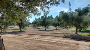 Finca de olivos con casa de campo en Cretas. en venta con buenos accesos