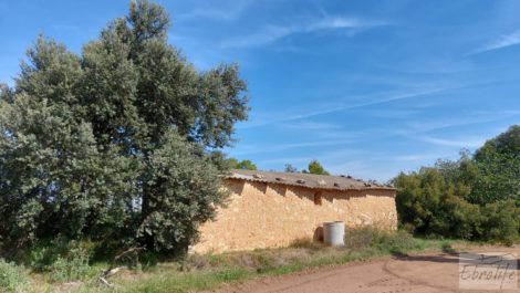 Finca de olivos con casa de campo en Cretas.