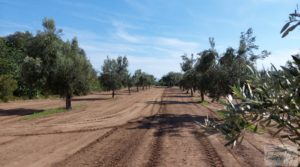 Foto de Finca de olivos con casa de campo en Cretas. con buenos accesos