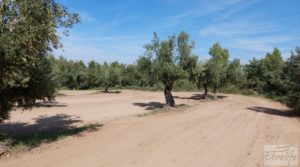 Vendemos Finca de olivos con casa de campo en Cretas. con buenos accesos por 85.000€