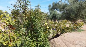 Finca de olivos con casa de campo en Cretas. en oferta con buenos accesos por 85.000€