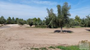 Vendemos Finca de olivos con casa de campo en Cretas. con buenos accesos por 85.000€