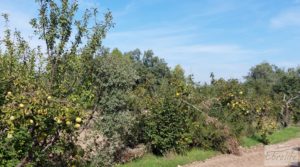 Se vende Finca de olivos con casa de campo en Cretas. con buenos accesos por 85.000€