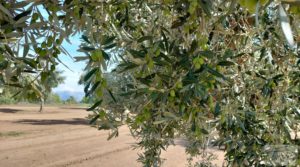 Finca de olivos con casa de campo en Cretas. en venta con buenos accesos por 85.000€