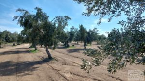 Detalle de Finca de olivos con casa de campo en Cretas. con buenos accesos