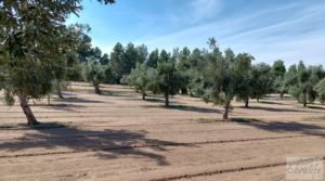 Foto de Finca de olivos con casa de campo en Cretas. en venta con buenos accesos por 85.000€