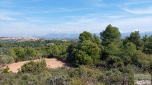 Detalle de Finca de olivos con casa de campo en Cretas. con buenos accesos