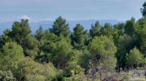 Vendemos Finca de olivos con casa de campo en Cretas. con buenos accesos