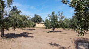 Finca de olivos con casa de campo en Cretas. en oferta con buenos accesos