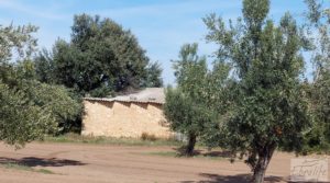Foto de Finca de olivos con casa de campo en Cretas. con buenos accesos
