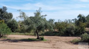 Se vende Finca de olivos con casa de campo en Cretas. con buenos accesos